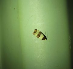 Micrapatetis orthozona