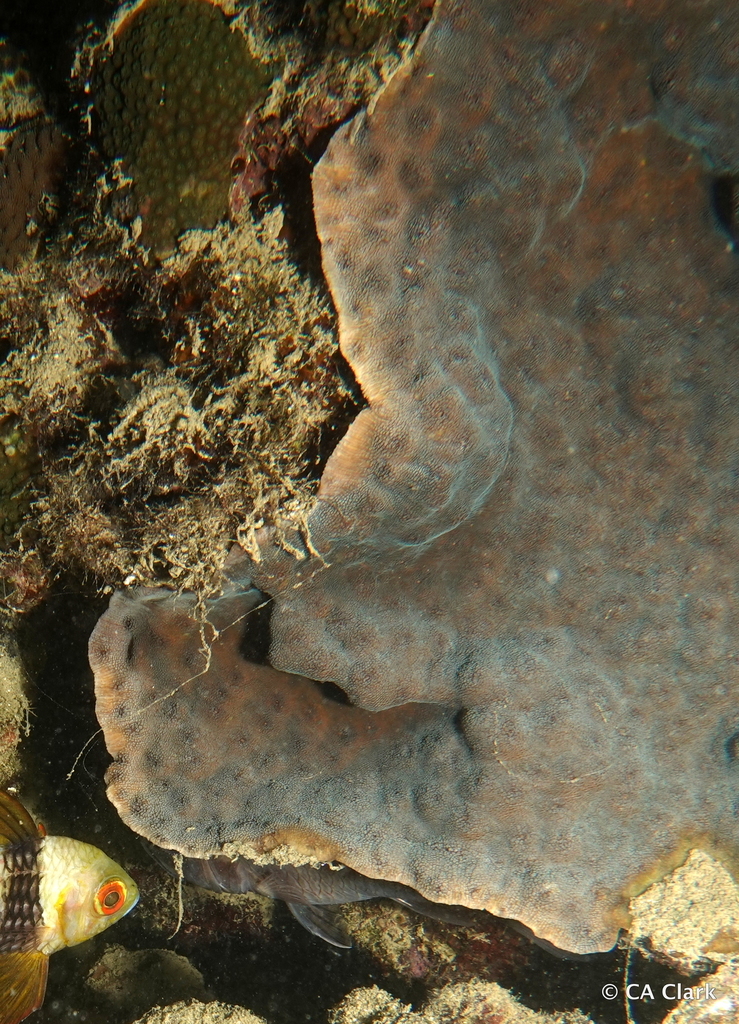 Echinopora taylorae