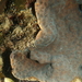 Echinopora taylorae - Photo (c) sea-kangaroo, alguns direitos reservados (CC BY-NC-ND), uploaded by sea-kangaroo