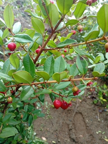 Ugni molinae, photograph 5