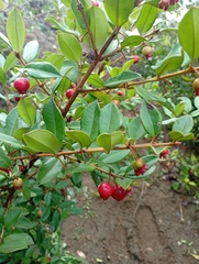 Ugni molinae, photograph (c) David Gutiérrez, some rights reserved (CC BY)