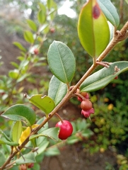 Ugni molinae, photograph (c) David Gutiérrez, some rights reserved (CC BY)