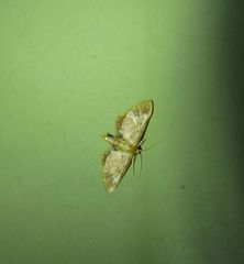 Idaea trypheropa