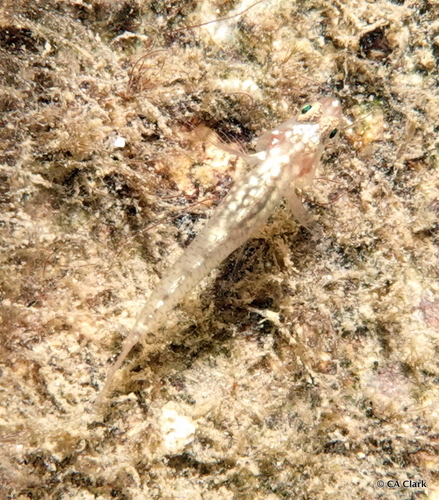 Eviota storthynx observed 2020-03-21