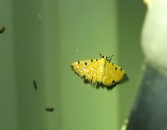 Notarcha polytimeta