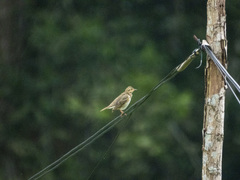Anthus hodgsoni
