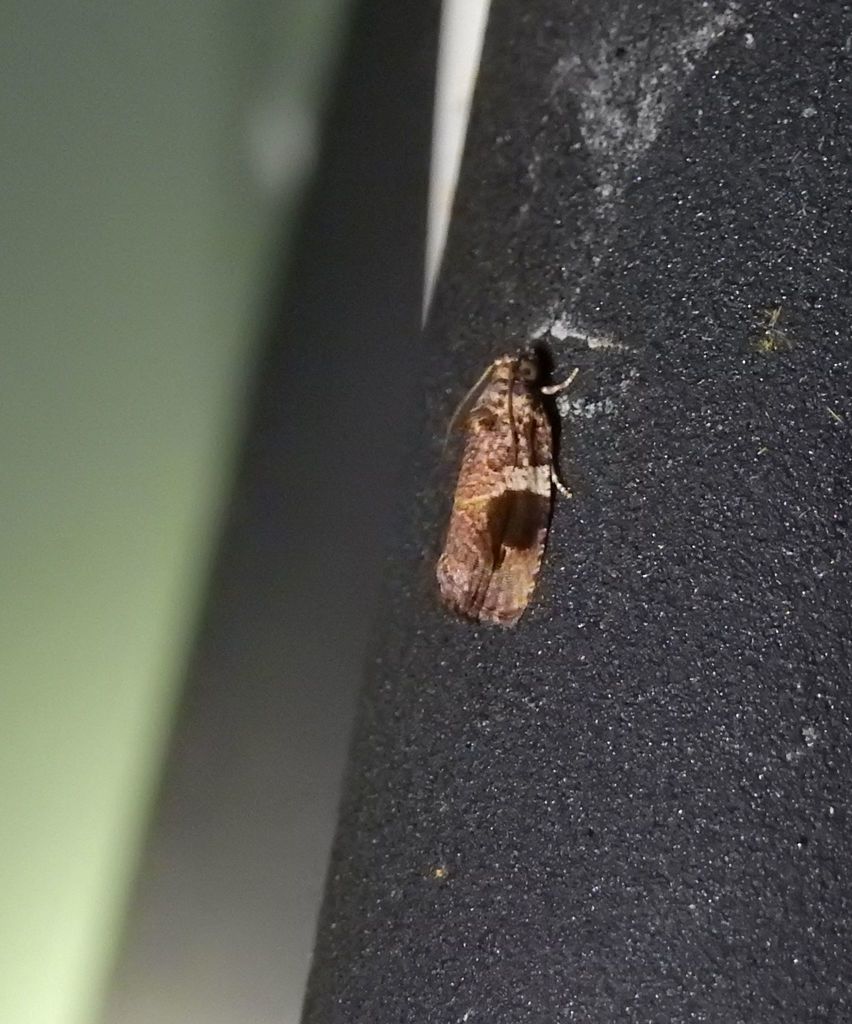 Ophiorrhabda phaeosigma