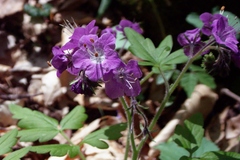 Phacelia bipinnatifida