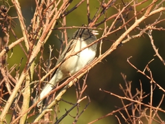 Junco hyemalis
