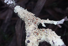 Flavoparmelia rutidota