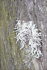 Hypogymnia subphysodes