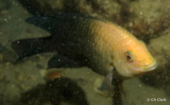 Hemiglyphidodon plagiometopon