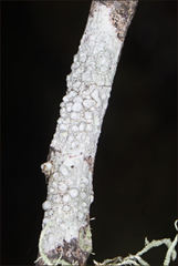 Pertusaria pertractata