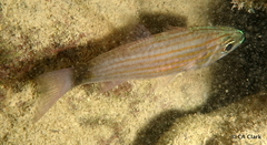 Cheilodipterus artus