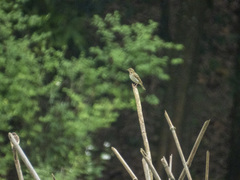 Anthus hodgsoni