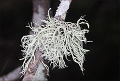 Usnea inermis