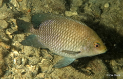 Hemiglyphidodon plagiometopon