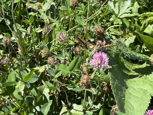 Old World Swallowtail