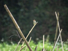 Anthus hodgsoni