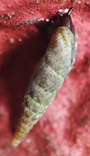 Galeata schwerzenbachii