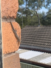 Cryptoblepharus pulcher pulcher