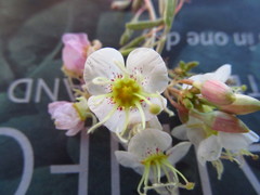 Chylismia claviformis integrior