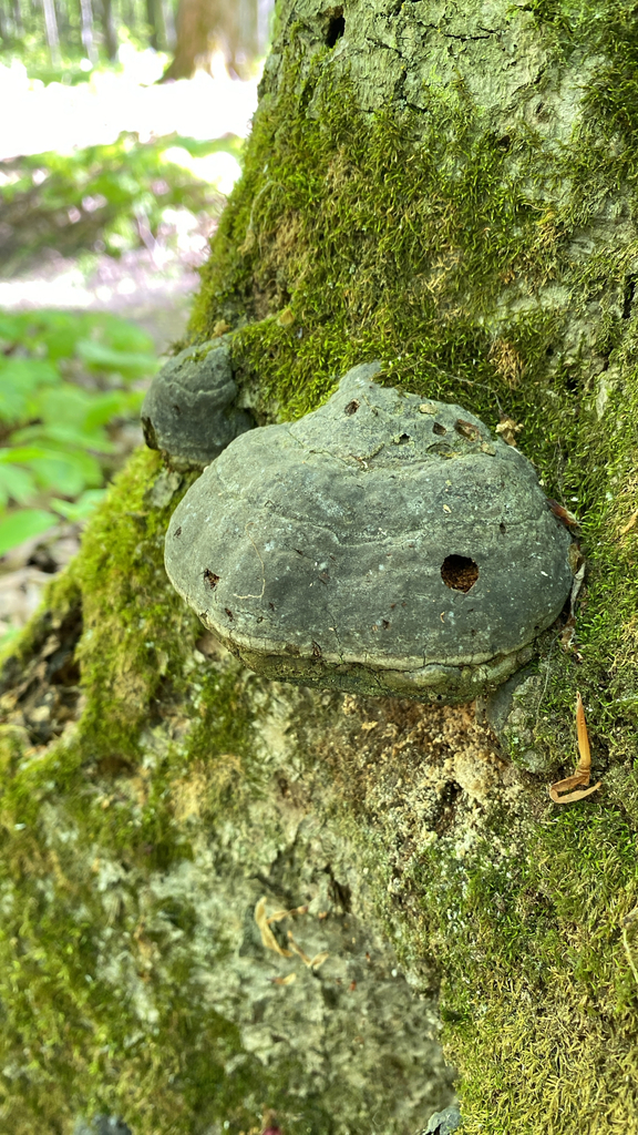 Tinder Polypore