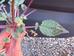 Chylismia claviformis integrior