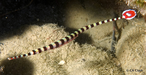 Banded pipefish