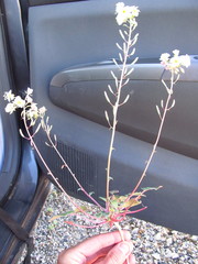 Chylismia claviformis integrior