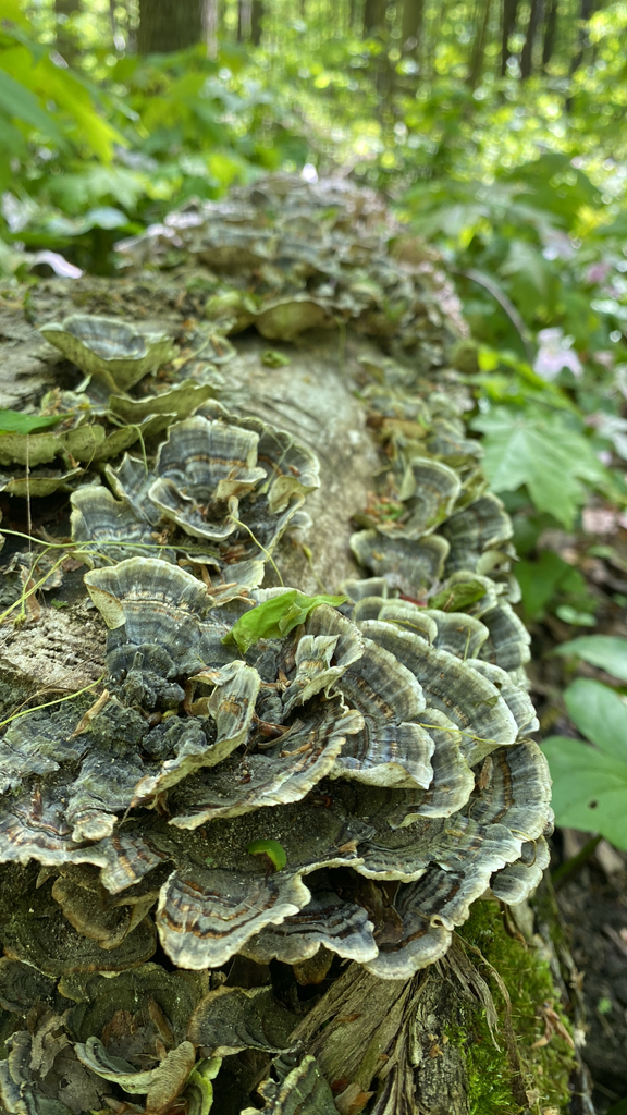 turkey-tail · May 2026 · photo: Photo: (c) Jackie Scott, some rights reserved (CC BY) · iNaturalist