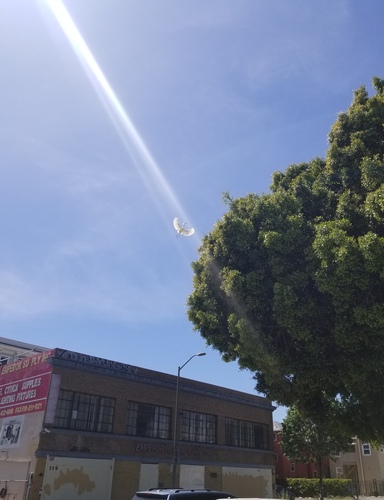 Snowy Egret, 10th and Oak Sts, Downtown Oakland, CA, photo 6 of 10