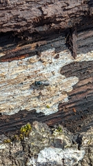Lasioglossum coeruleum