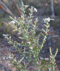 Olearia lanuginosa