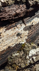 Lasioglossum coeruleum