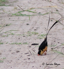 Vidua regia