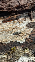 Lasioglossum coeruleum