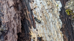 Lasioglossum coeruleum