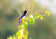 Copsychus mindanensis