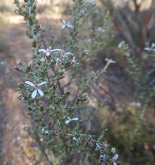 Olearia lanuginosa