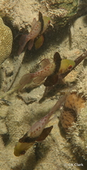 Sphaeramia nematoptera