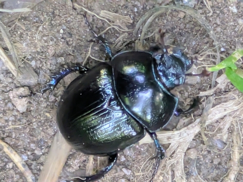 Woodland Dor Beetle