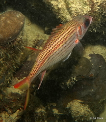 Neoniphon argenteus
