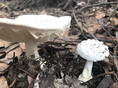 Amanita pagetodes