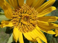 Wyethia helenioides