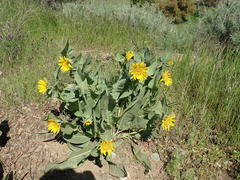 Wyethia helenioides