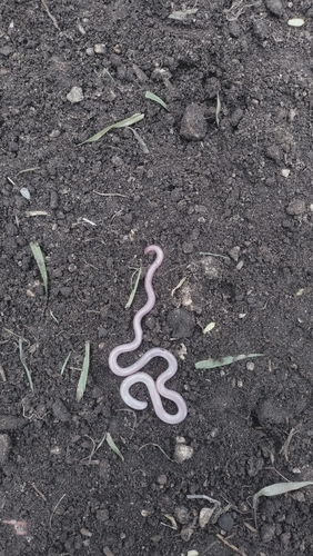 Yucatecan Worm Snake