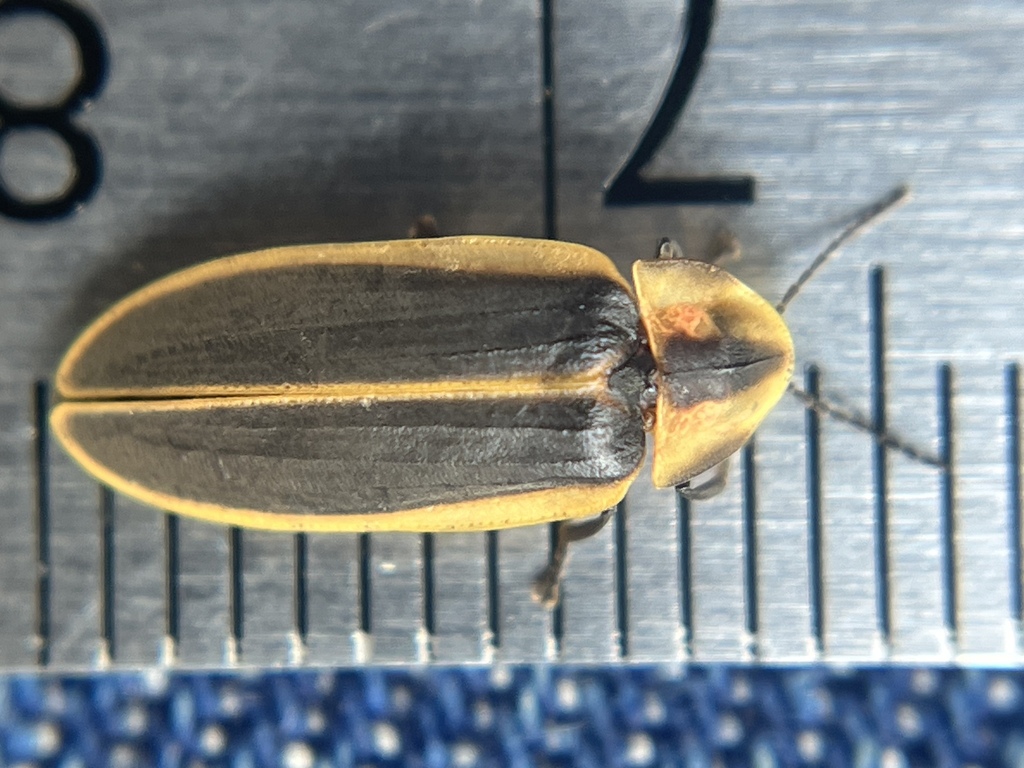 Pyractomena similis