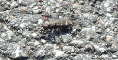 Cicindela gemmata