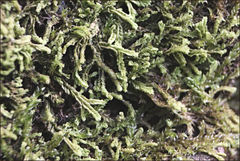 Lophocolea semiteres